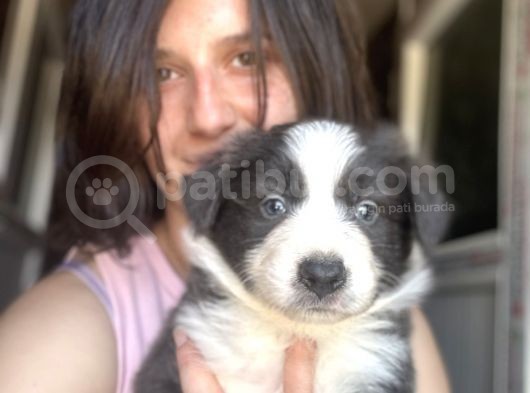 Ruhsatlı Eğitim Okulundan Border Collie Yavrular görsel
