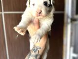 Ruhsatlı Eğitim Okulundan Border Collie Yavrular
