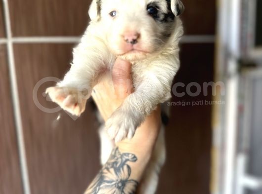 Ruhsatlı Eğitim Okulundan Border Collie Yavrular