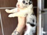 Ruhsatlı Eğitim Okulundan Border Collie Yavrular