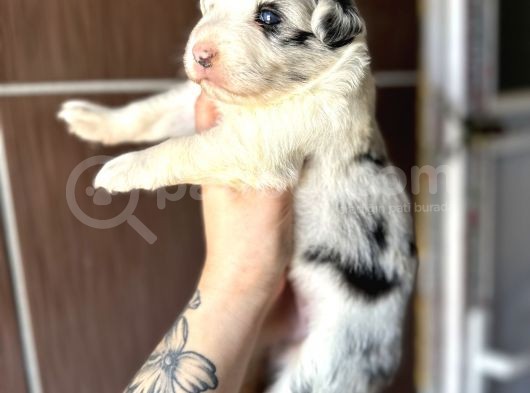 Ruhsatlı Eğitim Okulundan Border Collie Yavrular görsel