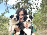 Ruhsatlı Eğitim Okulundan Border Collie Yavrular