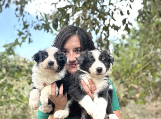 Ruhsatlı Eğitim Okulundan Border Collie Yavrular görsel