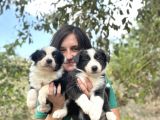 Ruhsatlı Eğitim Okulundan Border Collie Yavrular