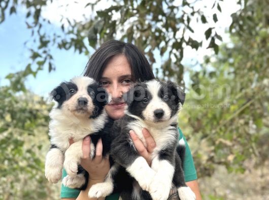 Ruhsatlı Eğitim Okulundan Border Collie Yavrular görsel