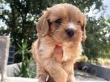 Mükemmel Cavapoo Yavrularımız