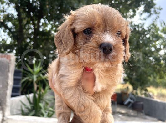 Mükemmel Cavapoo Yavrularımız görsel