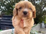 Mükemmel Cavapoo Yavrularımız
