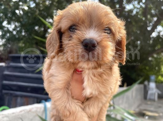 Mükemmel Cavapoo Yavrularımız görsel