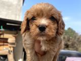 Mükemmel Cavapoo yavrularımız