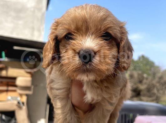 Mükemmel Cavapoo Yavrularımız