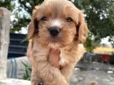 Mükemmel Cavapoo Yavrularımız