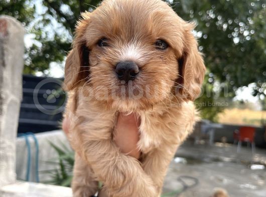 Mükemmel Cavapoo Yavrularımız görsel