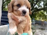 Mükemmel Cavapoo Yavrularımız