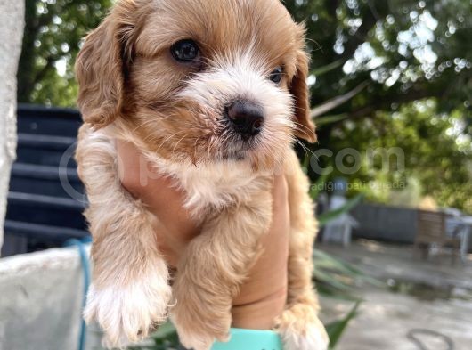 Mükemmel Cavapoo Yavrularımız görsel