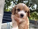 Mükemmel Cavapoo Yavrularımız