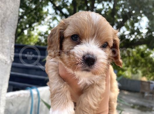 Mükemmel Cavapoo Yavrularımız görsel