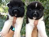 Amerikan Akita Yavrularımız
