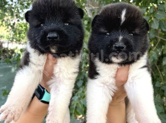 Amerikan Akita Yavrularımız görsel