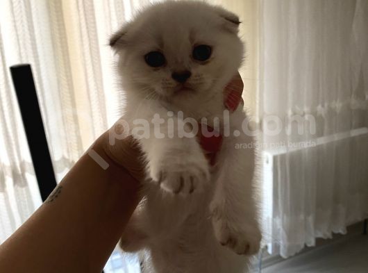 Tatlı Bluepoint Yavrumuz görsel