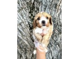 Sevimli Irk Garantili Cavapoo Yavrular