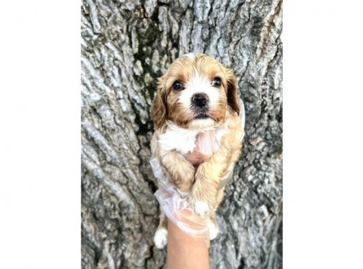 Sevimli Irk Garantili Cavapoo Yavrular görsel
