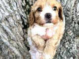 Sevimli Irk Garantili Cavapoo Yavrular