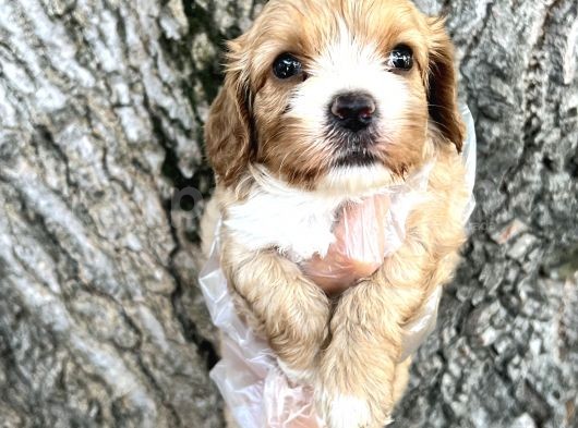 Sevimli Irk Garantili Cavapoo Yavrular