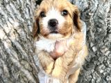 Sevimli Irk Garantili Cavapoo Yavrular