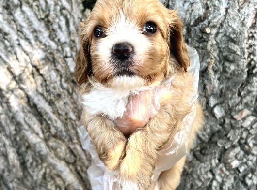 Sevimli Irk Garantili Cavapoo Yavrular görsel