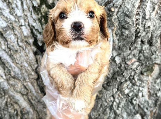Sevimli Irk Garantili Cavapoo Yavrular görsel