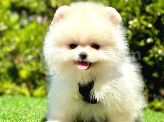 Safkan Pomeranian Boo Yavrularımız