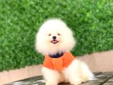 Pomeranian New Yavrular