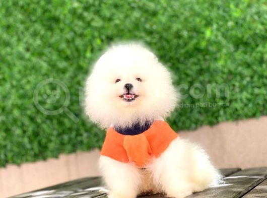 Pomeranian New Yavrular