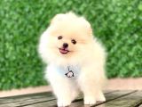 Pomeranian Boo Yavrular