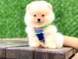 En Tatlı Pomeranian Çocuklar