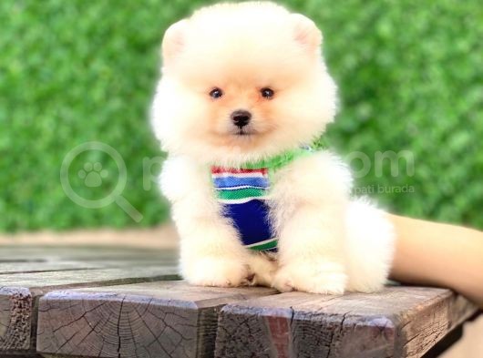 En Tatlı Pomeranian Çocuklar görsel