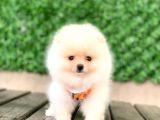 En Güzel Pomeranian Boo Yavrular
