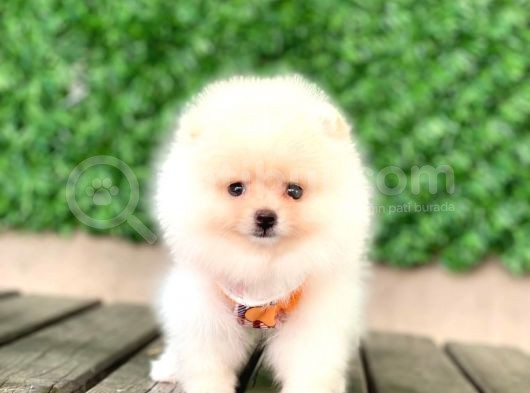 En Güzel Pomeranian Boo Yavrular görsel