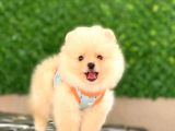 Pomeranian Tedy Yavrular