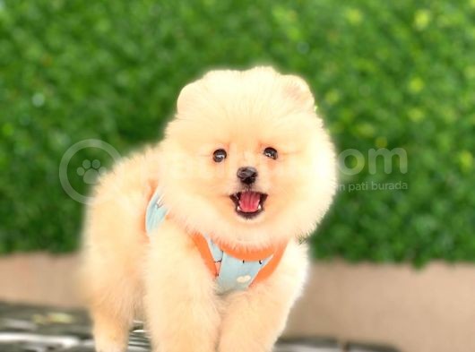 Pomeranian Tedy Yavrular görsel
