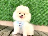 Pomeranian Boo Yavrular