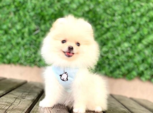Pomeranian Boo Yavrular görsel