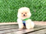 En Tatlı Pomeranian Çocuklar
