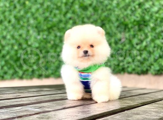 En Tatlı Pomeranian Çocuklar görsel