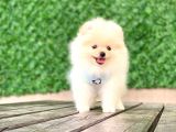 Pomeranian Boo Yavrular