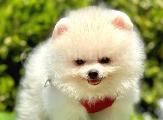 Ayicik Surat Pomerani̇an Boo Bebekler görsel