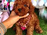 Kore Kan Di̇şi̇ Redbrown Toy Poodle