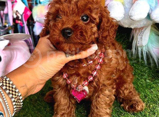 Kore Kan Di̇şi̇ Redbrown Toy Poodle görsel