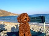 100 safkan erkek Toy Poodle